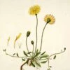 PILOSELLA SOMMITA' ( HIERACIUM PILOSELLA ) -Naturalia Negozio 109039