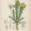 TARASSACO RADICE TT BIO (TARAXACUM OFF.)