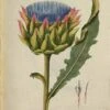 CARCIOFO FOGLIE BIO (CYNARA SCOLYMUS) -Naturalia Negozio 395327