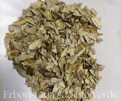 BOLDO FOGLIE TT ( PEUMUS BOLDUS)